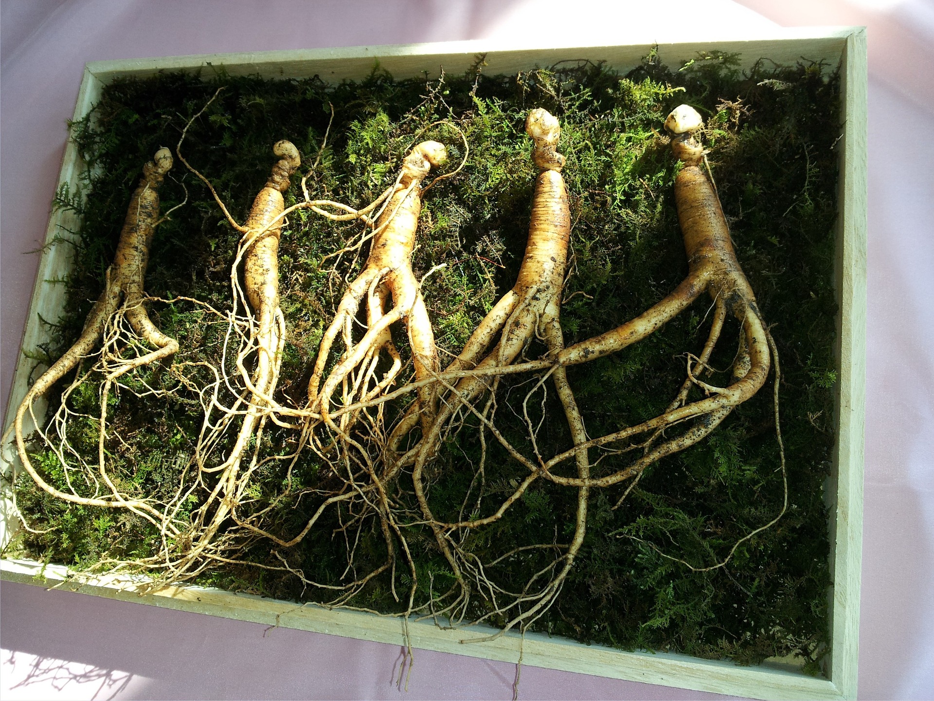 american-ginseng-benefits-why-is-ginseng-popular